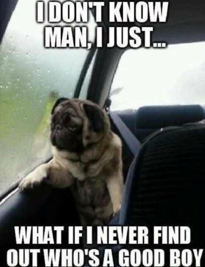 This Facebook Page Shares The Funniest And Cutest Animal Memes On The Internet, And Here Are 50 Of The Best Ones