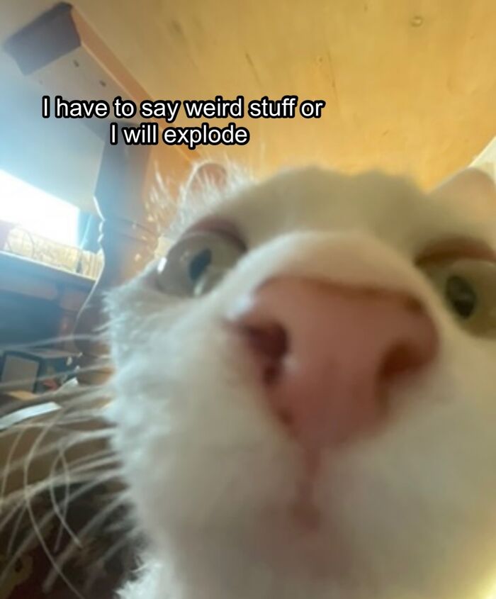 A close-up, distorted selfie of a Devon Rex cat's face with a pink nose, captioned 'I have to say weird stuff or I will explode'.