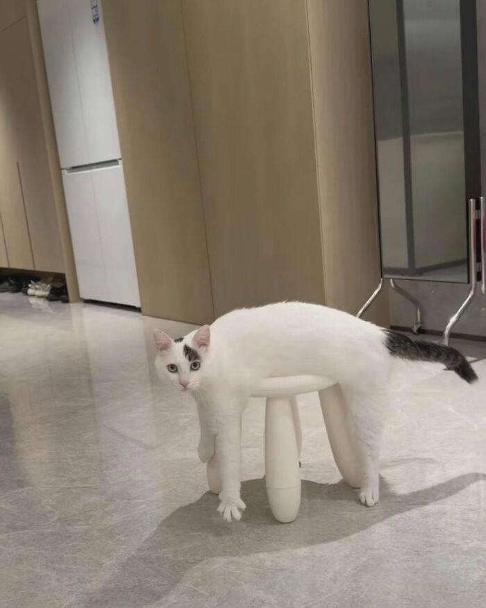 Funny cat photos: A white cat with black markings is stretched over a small white stool in a room, cute cat photos.