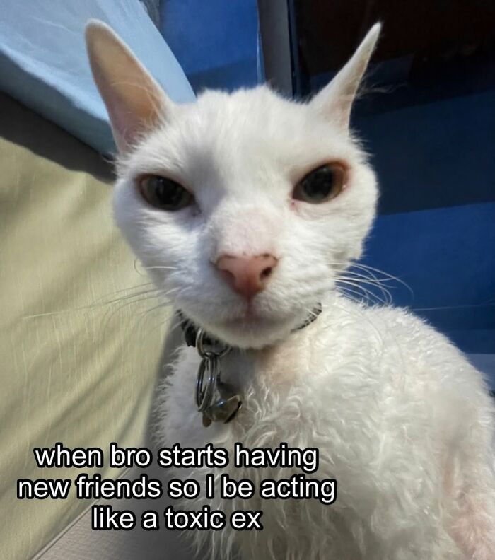 A Devon Rex cat stares intensely at the camera, captioned 'when bro starts having new friends so I be acting like a toxic ex'.