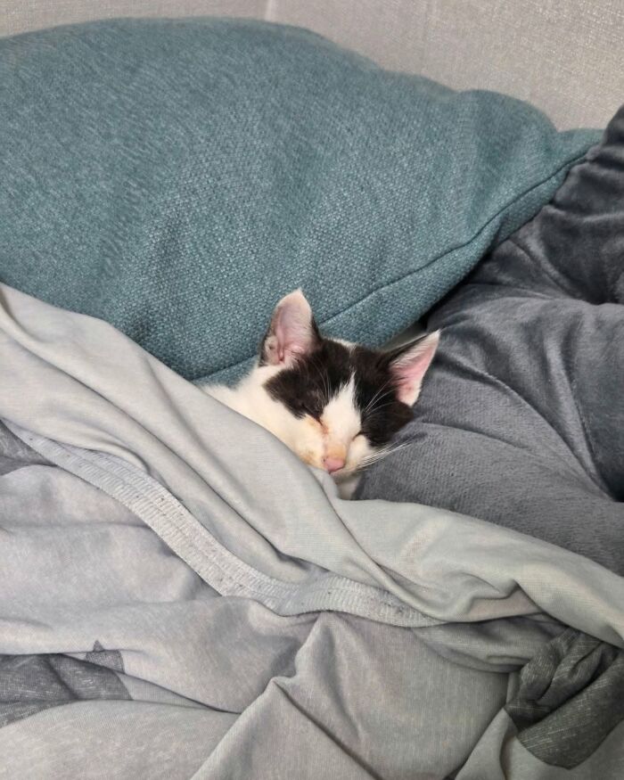 A cute cat, black and white, sleeps peacefully tucked under a blanket, a heartwarming cat photo.