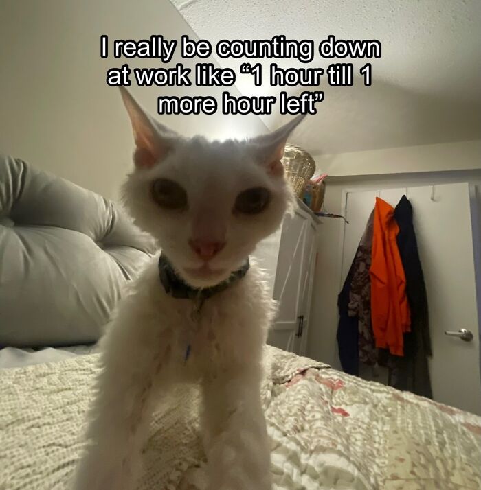 A white Devon Rex cat sits on a bed, looking serious, with the caption 'I really be counting down at work like '1 hour till 1 more hour left''.