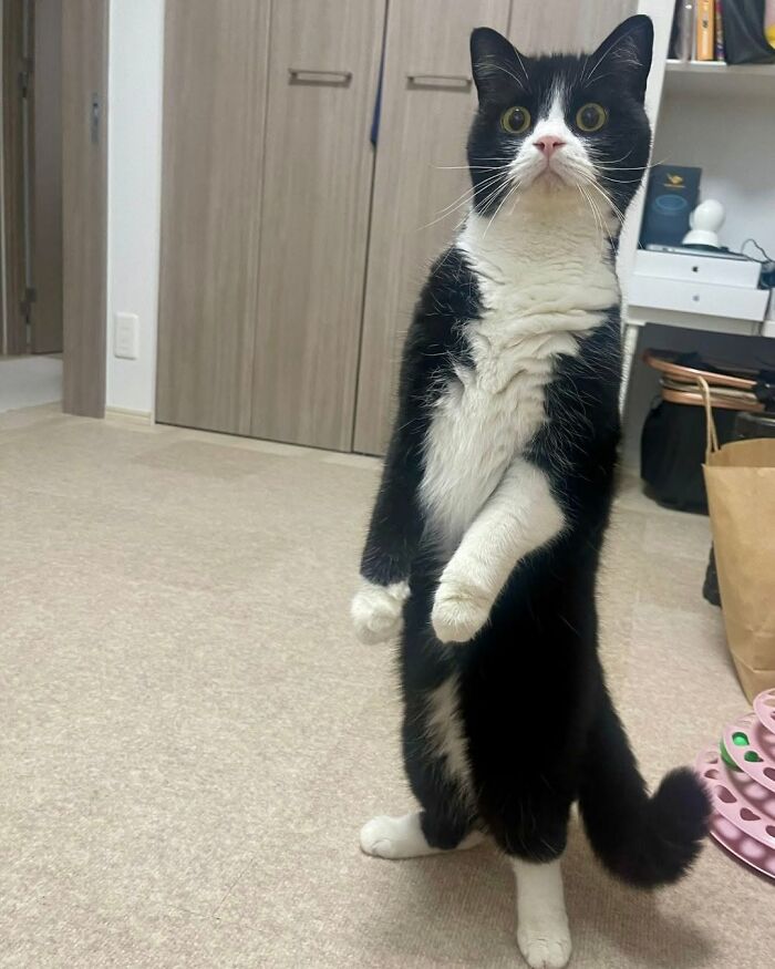 A funny and cute cat, black and white, stands on its hind legs looking up, showcasing its playful nature.