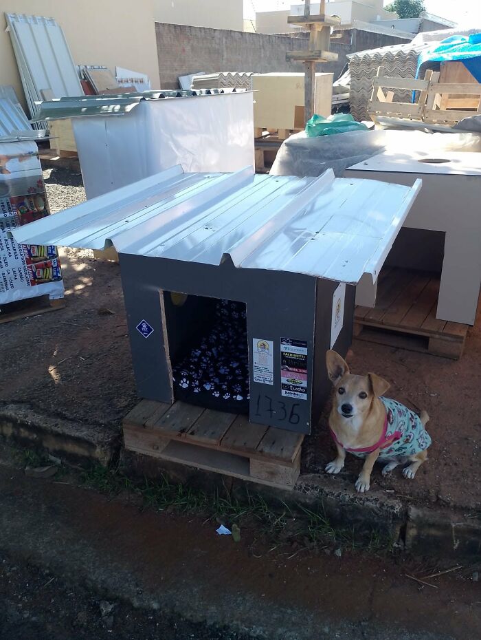 A small dog in a patterned shirt sits next to a completed shelter for animals in need. A small dog in a patterned shirt sits next to a completed shelter for animals in need.