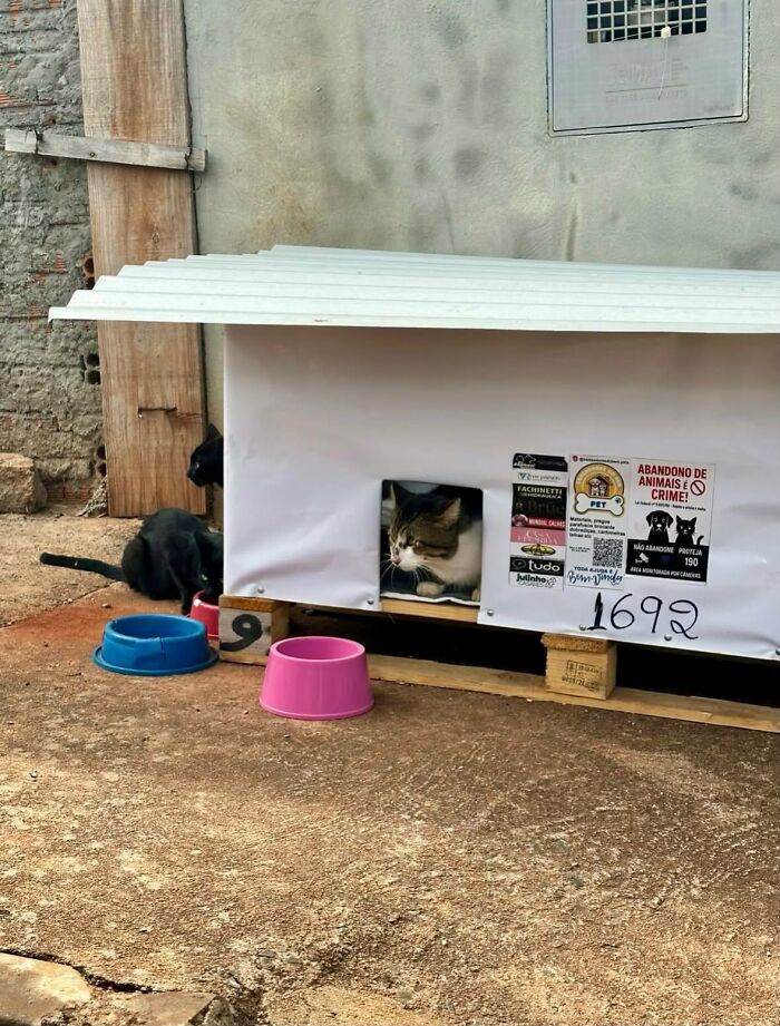 Cats by an animal shelter, showcasing the truck driver's dedication to animals in need. Cats by an animal shelter, showcasing the truck driver's dedication to animals in need.