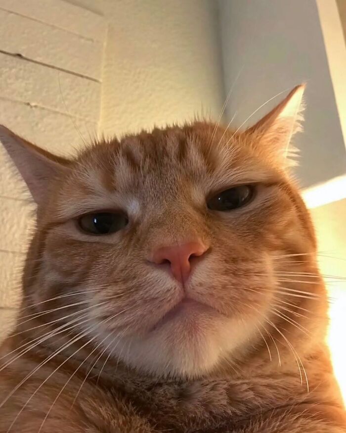 A close-up of a funny and cute cat with orange fur and a grumpy expression looking directly at the camera.