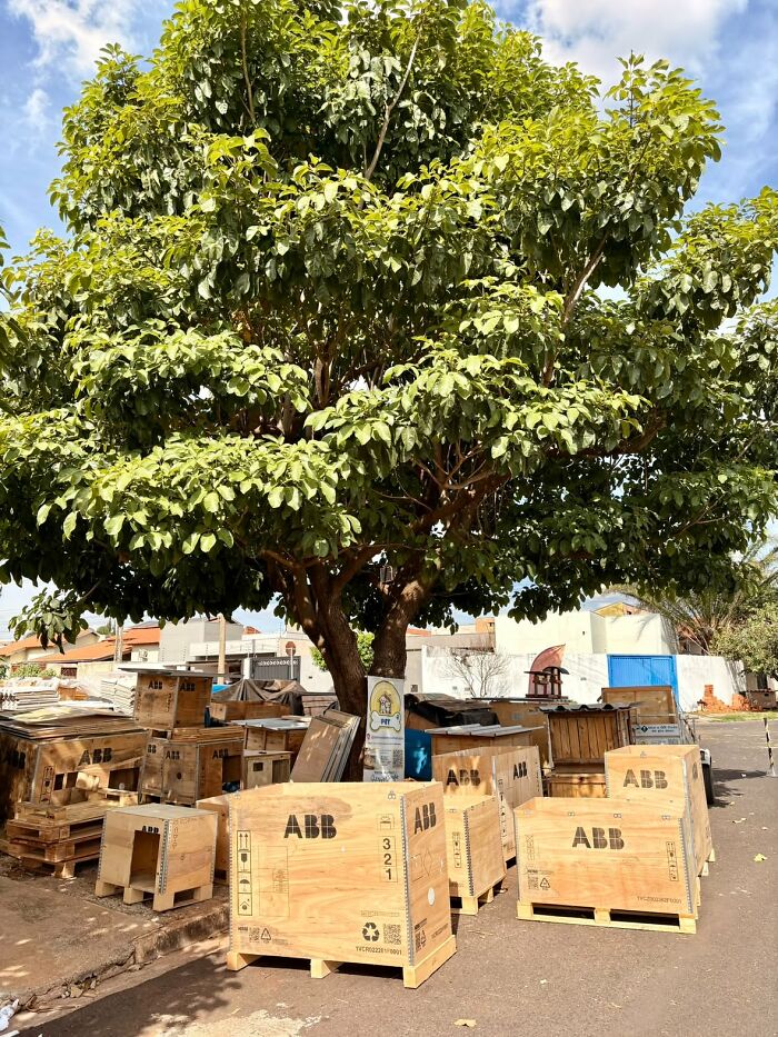 Wooden crates marked ABB under a large tree, used by a truck driver from Brazil to build shelters for animals in need. Wooden crates marked ABB under a large tree, used by a truck driver from Brazil to build shelters for animals in need.