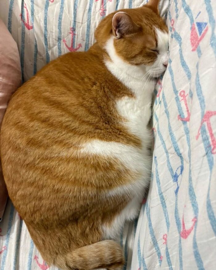 A funny and cute cat, orange and white, sleeping on a striped blanket with anchors, curled up tightly.