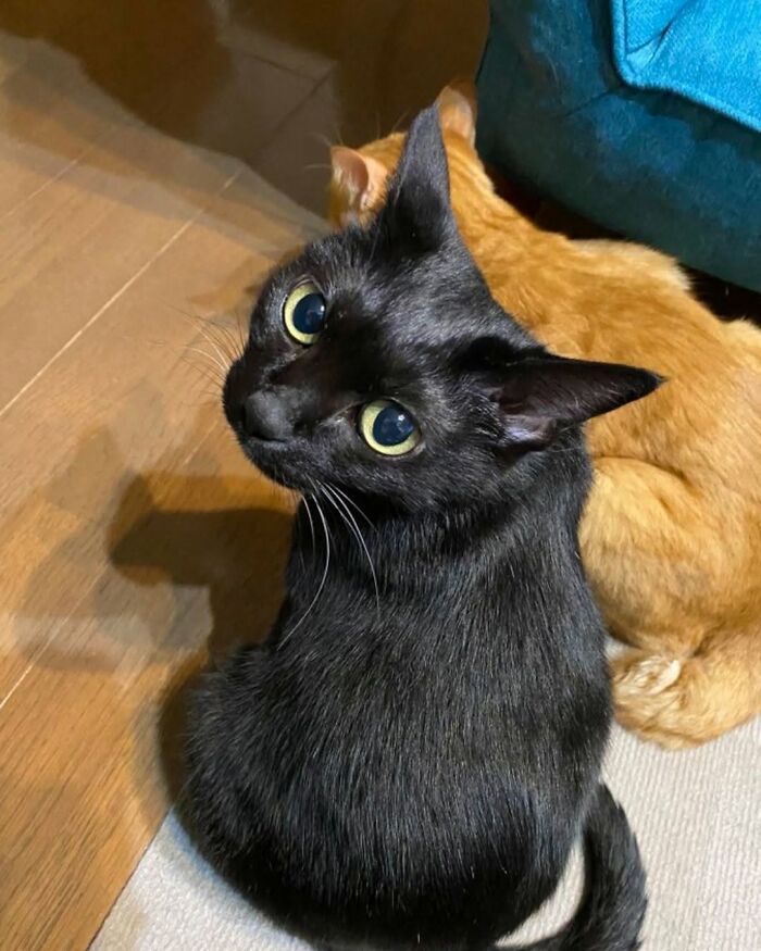 A funny and cute black cat with wide green eyes looking up, with an orange cat in the blurred background.