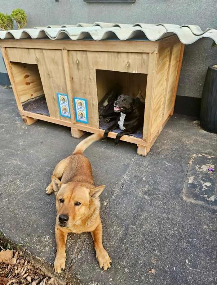 Two dogs by a multi-compartment animal shelter, a truck driver's kind contribution for animals in need. Two dogs by a multi-compartment animal shelter, a truck driver's kind contribution for animals in need.