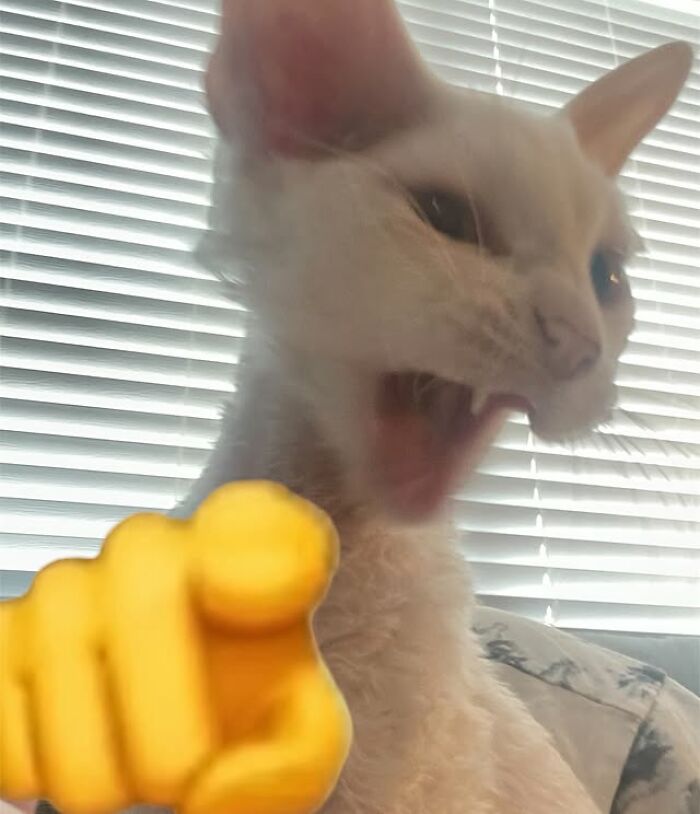 A Devon Rex cat appearing to shout or yawn, with a pointing finger emoji overlaid, symbolizing cuteness.