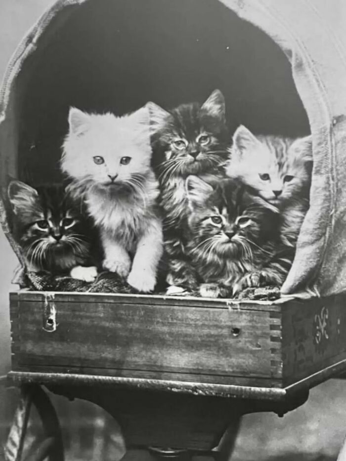 30 More Vintage Cat Photos That Prove Our Love For Cats Hasn't Changed In Over A Century