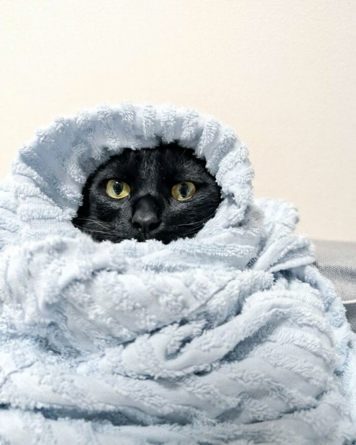 Funny cat photos: A black cat with bright yellow eyes is bundled in a light blue blanket, cute cat photos.
