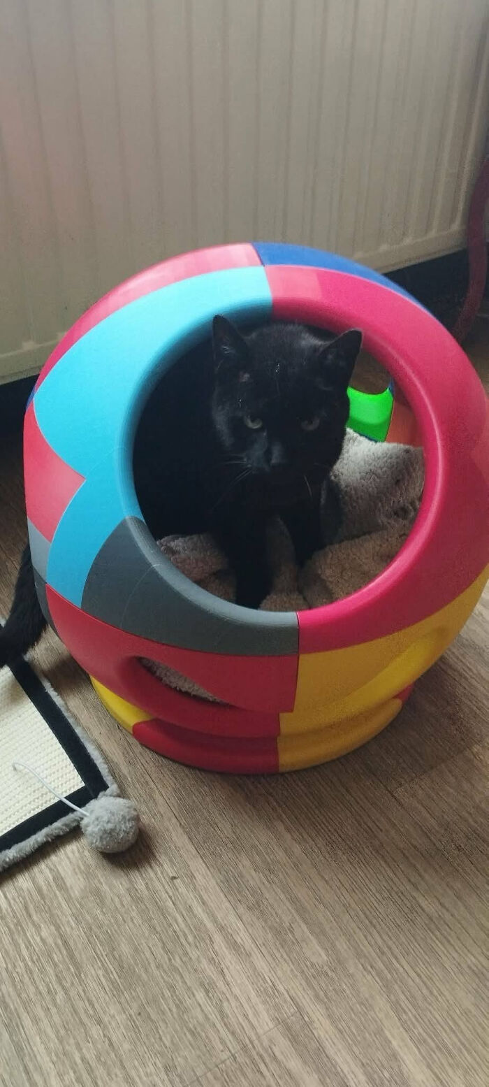 A black cat sitting inside a colorful 3D-printed cat bed, showcasing a cool and useful creation with a 3D printer.