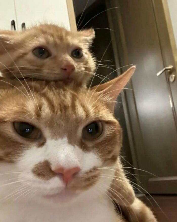 A funny, cute cat, an orange and white cat with a kitten perched on its head, making viewers smile.