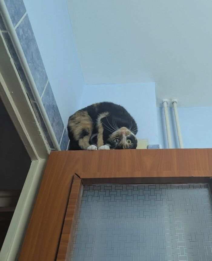 Hilarious cat moments: A calico cat looking surprised upside down from a high shelf.