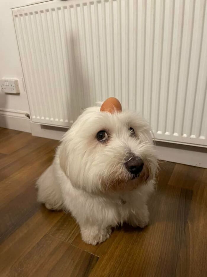 These 40 Adorable Dogs Are Exactly What You Need To Start Your Week With A Smile