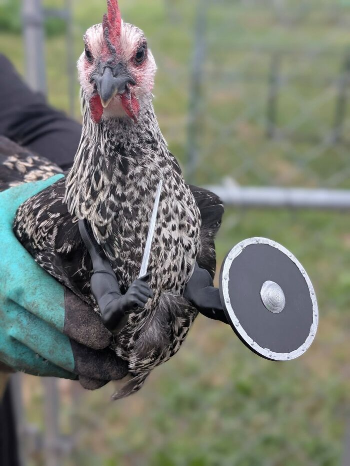 A chicken held by a person wearing gloves, adorned with 3D-printed miniature warrior accessories, a cool 3D printer creation.