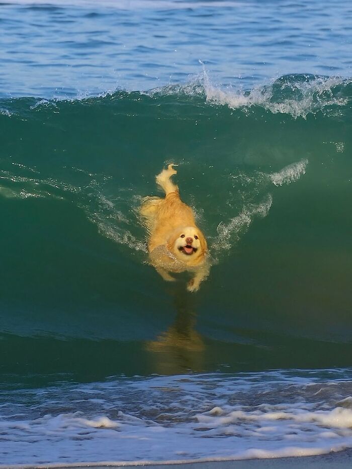 These 40 Adorable Dogs Are Exactly What You Need To Start Your Week With A Smile