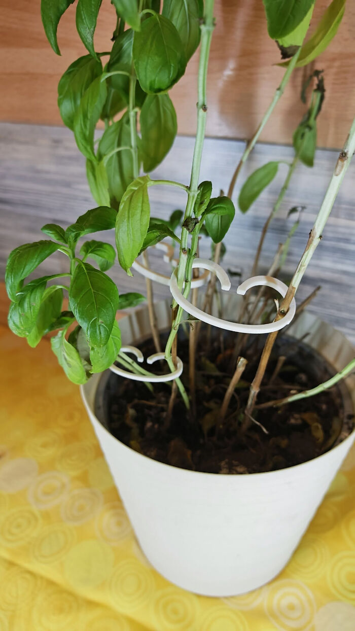 A basil plant with green leaves supported by white 3D printed plant clips.