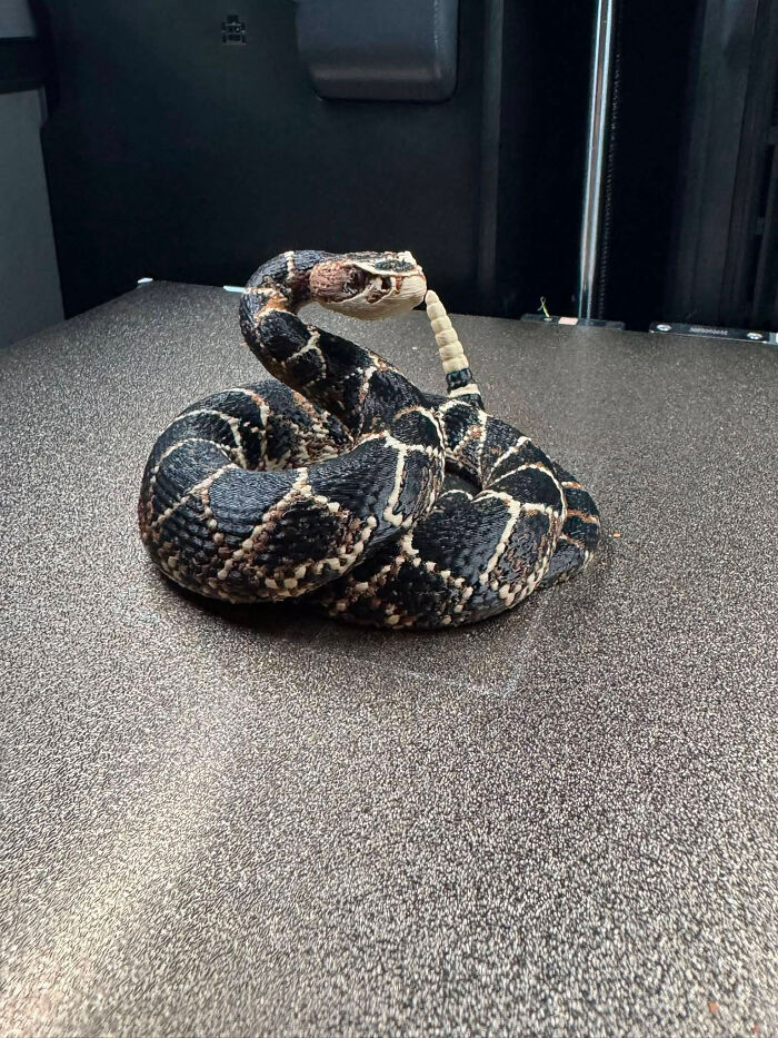 A detailed rattlesnake model created with a 3D printer, showcasing cool and useful things people created.