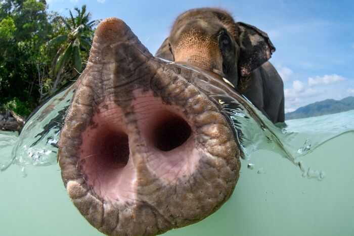Funny animal photos: A close-up, split-level shot of an elephant's trunk in water, with its head visible above.
