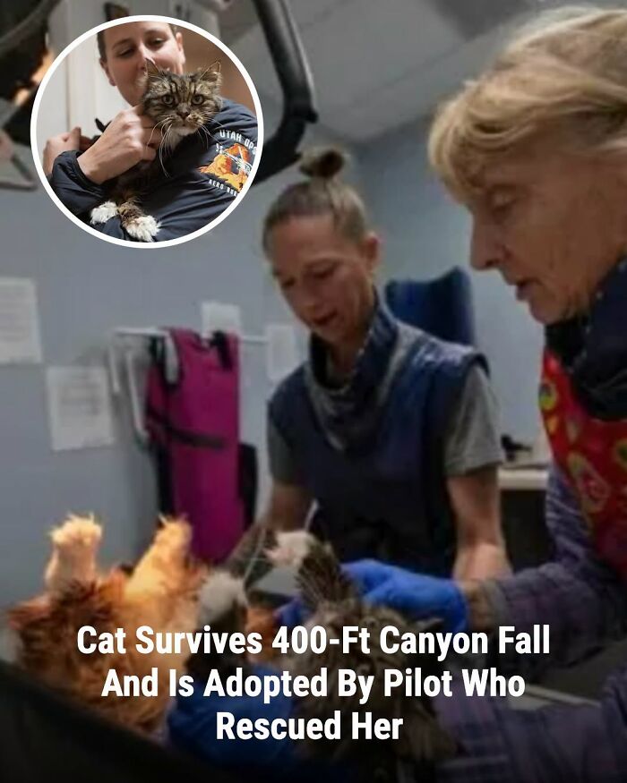 Veterinarians examine animals in a clinic, while a person cuddles a cat in an inset circle, showing animals whose lives changed.
