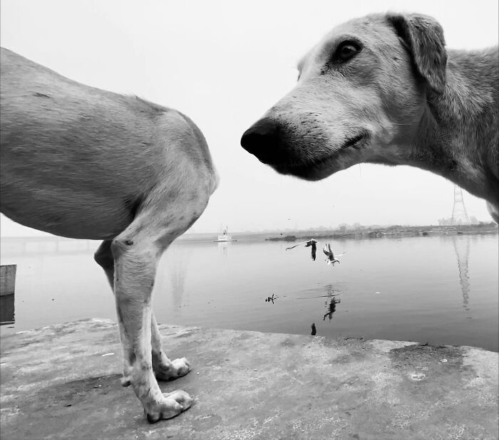 Two dogs by a body of water, one in the foreground, the other looking out at the water. An interesting animal street photo.