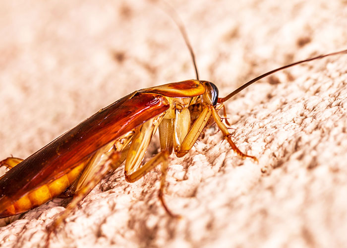 A close-up of a cockroach on a textured wall, illustrating reasons women had to leave a man's home immediately.