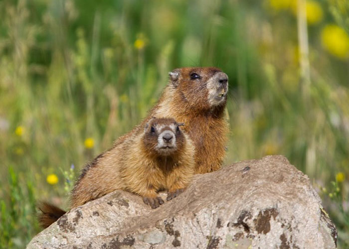 A pair of marmots sitting on a rock, observing their surroundings during marmot studies. A pair of marmots sitting on a rock, observing their surroundings during marmot studies.