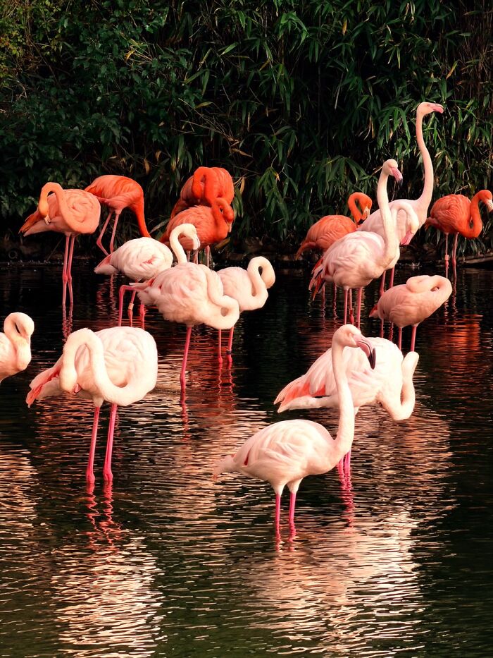 A flock of vibrant pink flamingos in water, an extraordinary winning photo from the iPhone Photography Awards.