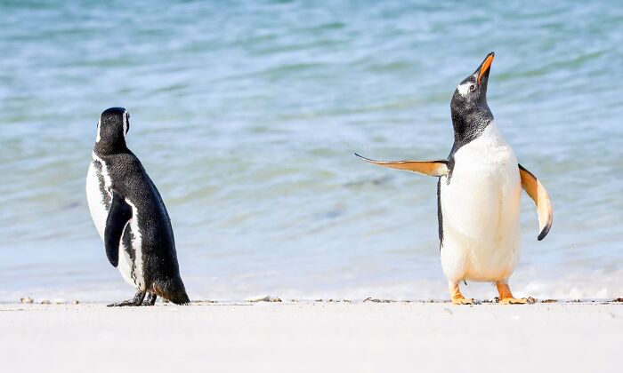 Funny animal photos: Two penguins on a sandy beach by the ocean, one looking surprised with outstretched wings.