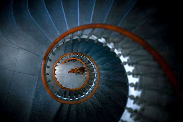 Domestic Animals Category, Nominee: "Drawn To The Center" By Samara Valent
