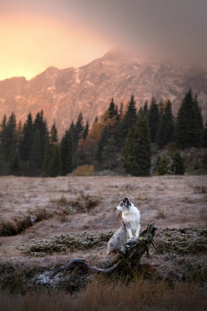 Domestic Animals Category, Honorable Mention: "Echoes Of Dawn" By Petra Nestelbacher