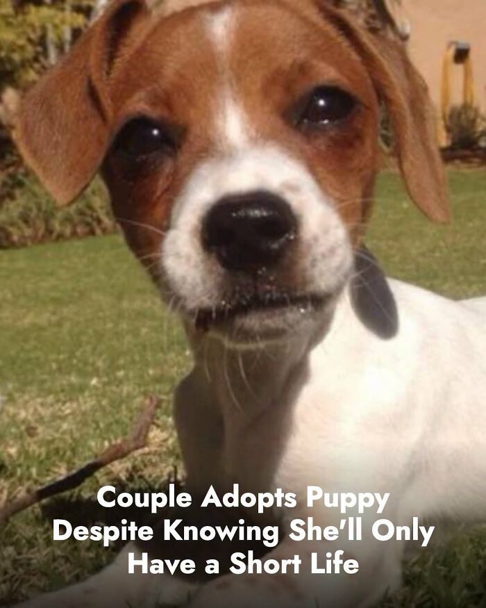 A close-up of a cute puppy with brown and white fur looking at the camera, a story about animals whose lives changed.