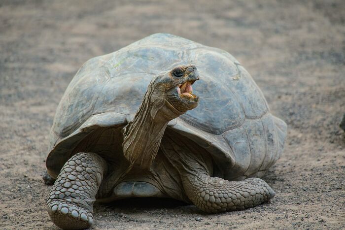 A Galapagos tortoise with its mouth open, showcasing interesting facts about its life.