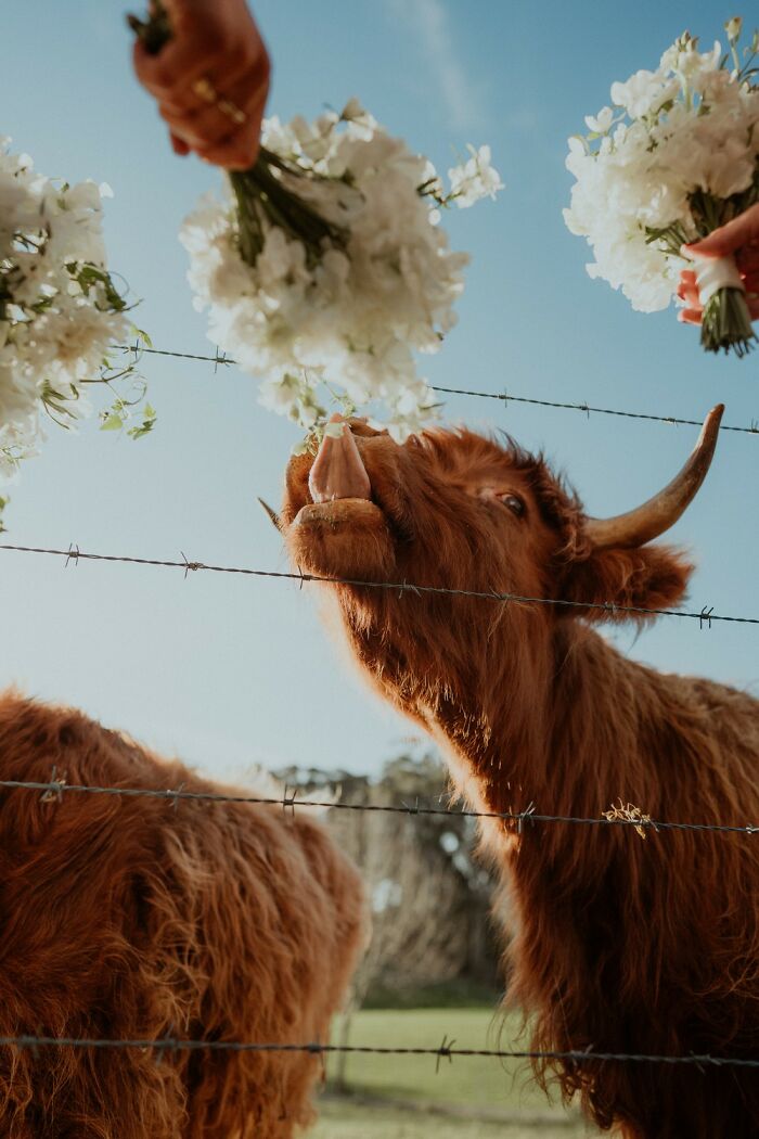 A shaggy brown Highland cow behind a barbed wire fence licking white flowers held by hands. reFocus Contest photo capturing the world.