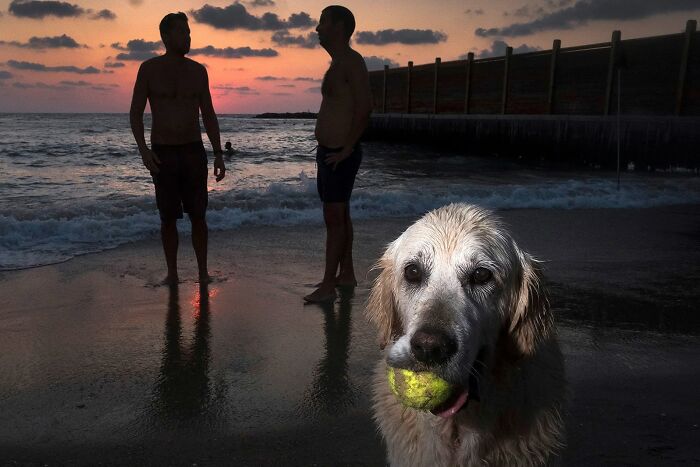 This Photographer Roams The Streets Looking For Unforgettable Dog Moments, And Here Are 50 Of His Best Finds