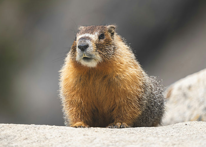 A close-up of a marmot sitting alert, a subject of the professor's marmot studies. A close-up of a marmot sitting alert, a subject of the professor's marmot studies.