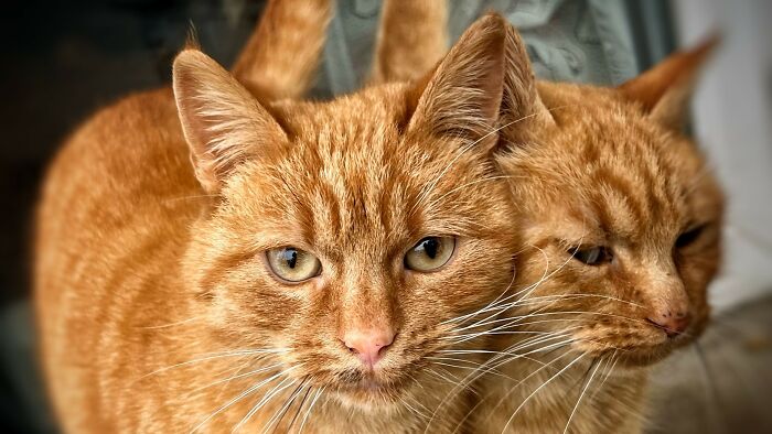 Two orange cats looking at the camera, illustrating stories where people might have overreacted.