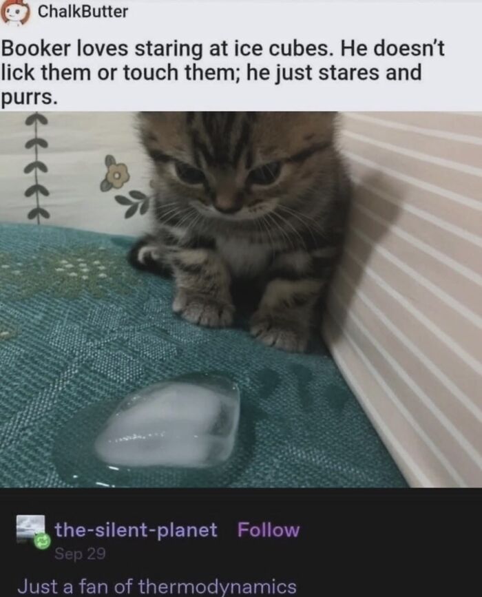 A relatable meme of a kitten staring at an ice cube, with text saying it just stares and purrs, boosting morale.