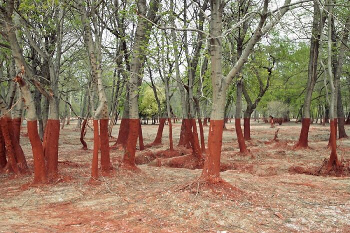 A forest scene with tree trunks painted red at the base, creating a visual illusion in this real photo.
