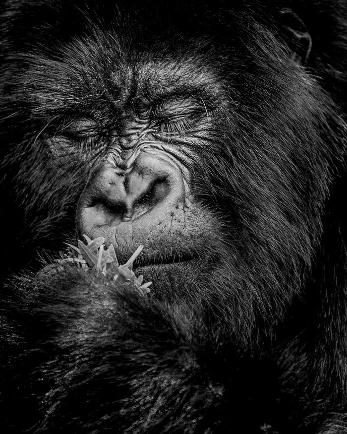 Best black and white photographs: a close-up of a gorilla eating, eyes closed, in black and white.