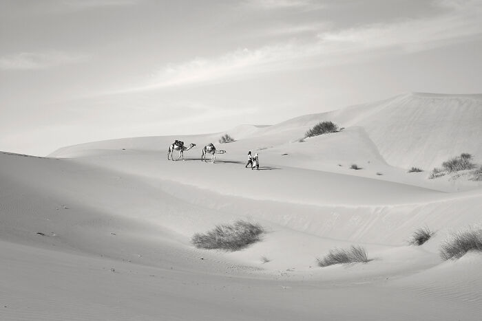 A vast desert landscape with people and camels, a striking black and white photograph.