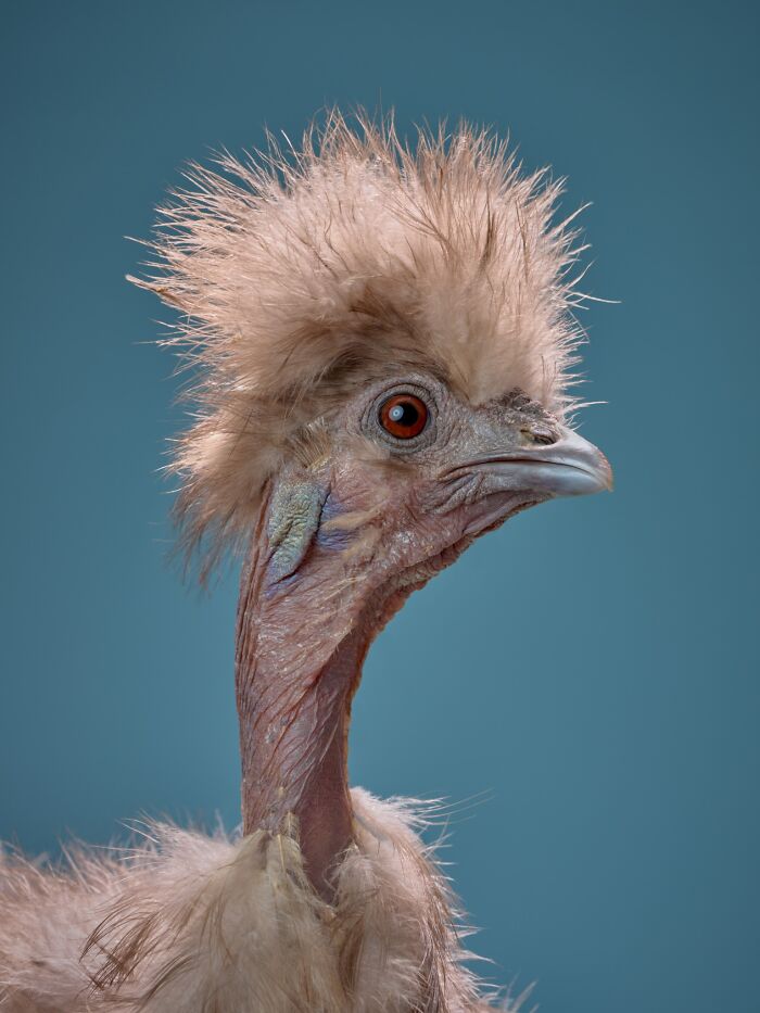 Profile of a unique bird with a fluffy head and bald neck against a blue background, featured in Pet Photography Awards.