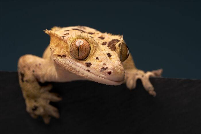 A gecko with large eyes peeking over a dark surface, a striking image from the Pet Photography Awards.