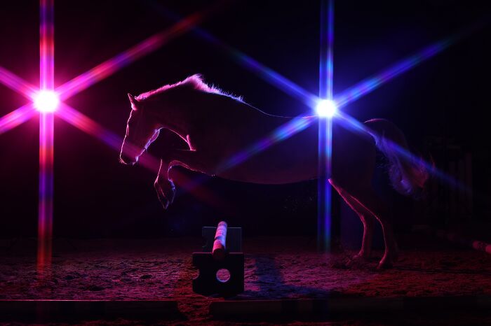 A horse jumping over an obstacle, silhouetted against vibrant pink and blue lights, a winning Pet Photography Awards image.