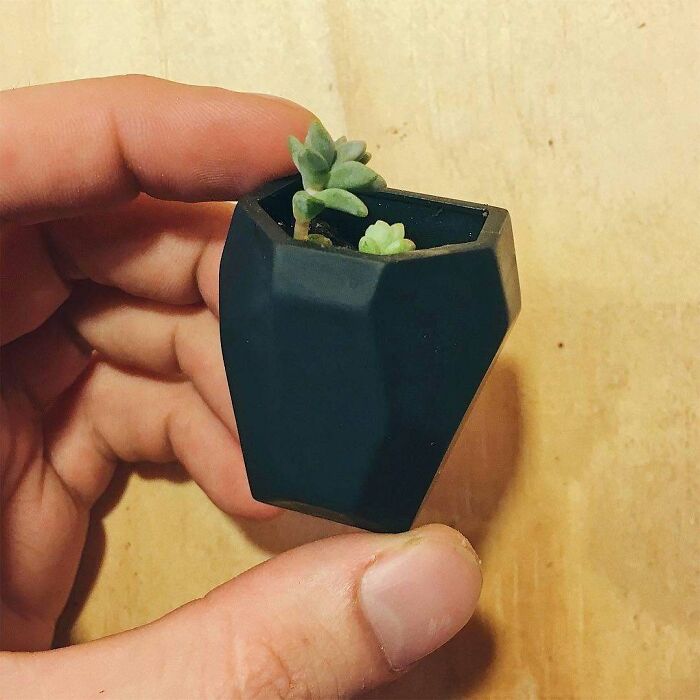 A tiny succulent plant in a small, dark grey, geometric 3D printing pot, one of the amazing creations.