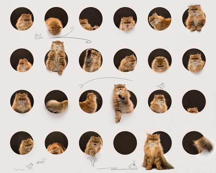 A collage of numerous ginger cats in circular cutouts, showcasing pet photography awards best images.