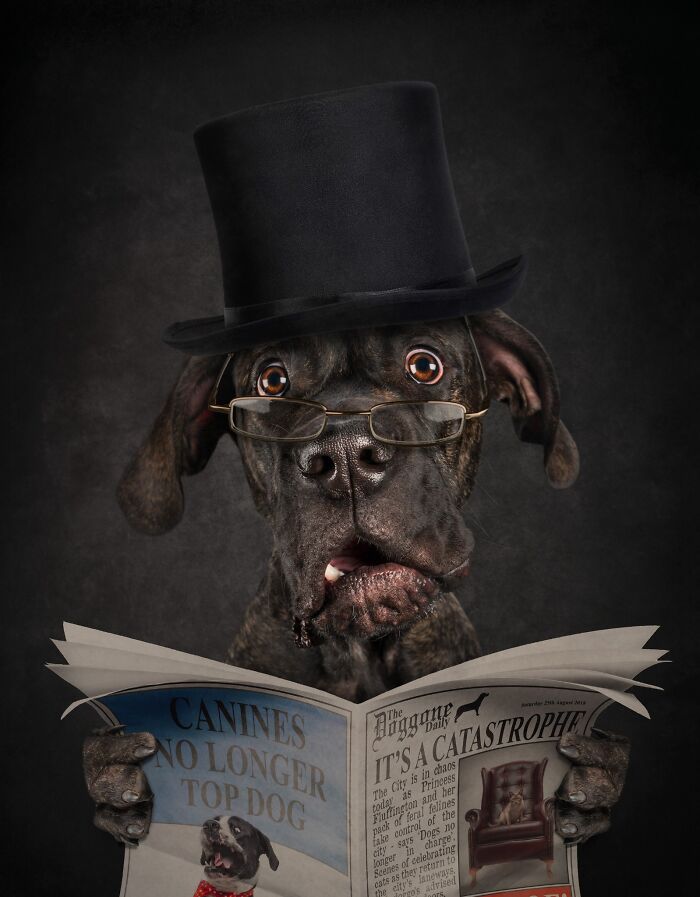 A dapper dog in a top hat and glasses reads a newspaper in a fun image from the pet photography awards.